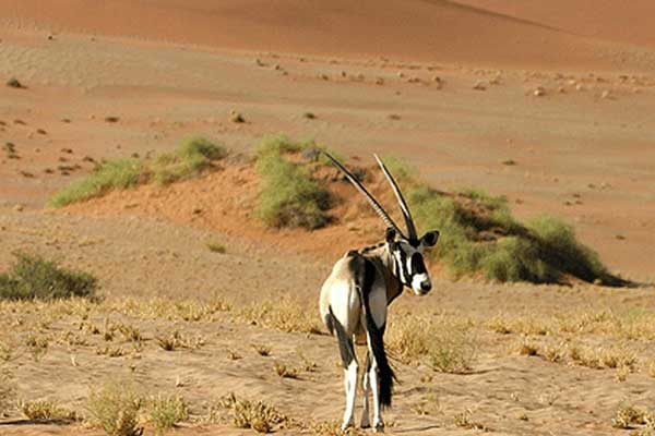 Flora and Fauna at Desert National Park