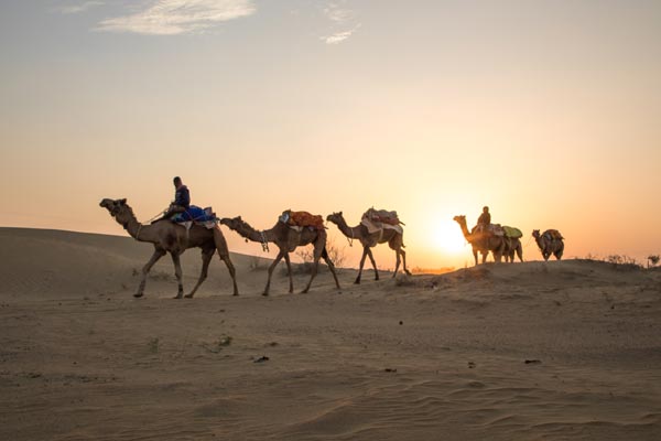 Camel Safari Jaisalmer