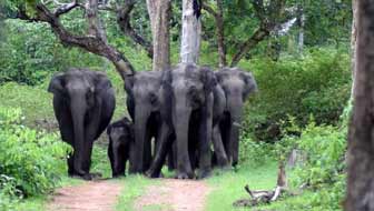 Bandipur National Park