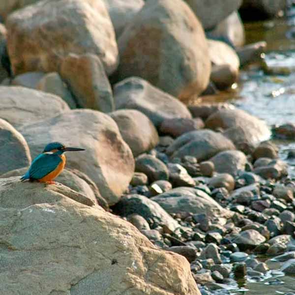 Benog Wildlife Sanctuary