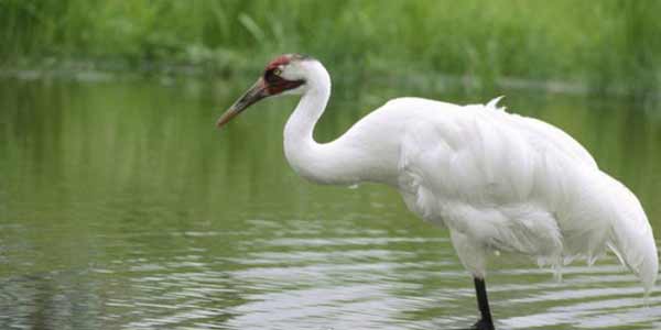 same day agra bharatpur tour