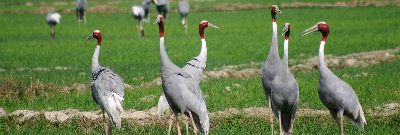 Keoladeo Ghana National Park | Bharatpur Bird Sanctuary