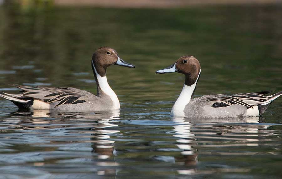 Triangolo d'Oro con tigri