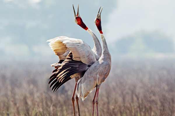 Ranthambore Safari Packages