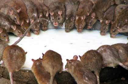 Delhi Agra Jaipur Bikaner 12 Days