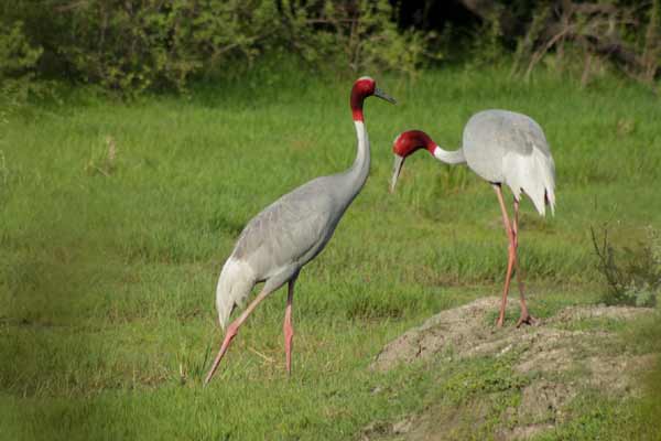 Bharatpur Bird Sanctuary