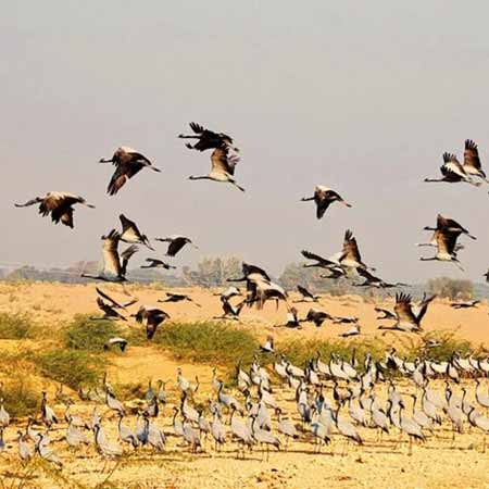 Bird Watching in Kicchan