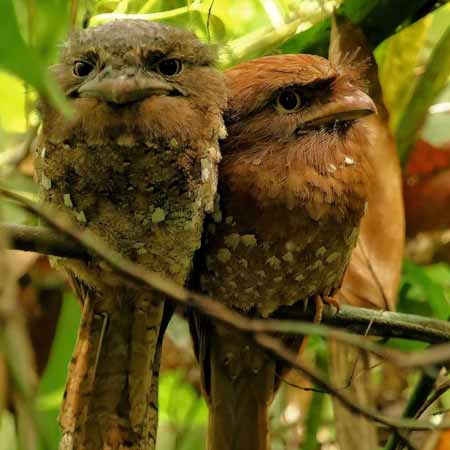 Bird-watching at Gajner Sanctuary