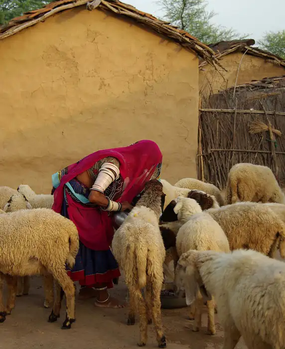 51-100 km from Jaipur