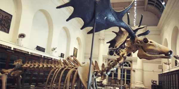 Calcutta Museum