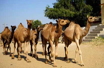 Centre National de Recherche Camel
