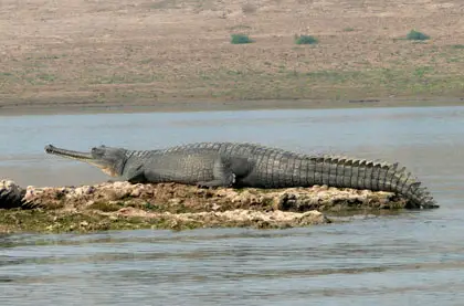 Chambal Sanctuary