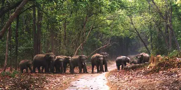 Corbett Nainital Tour 4 Days Tour