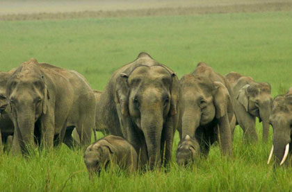 Bird Paradise with Tigers Tour Package