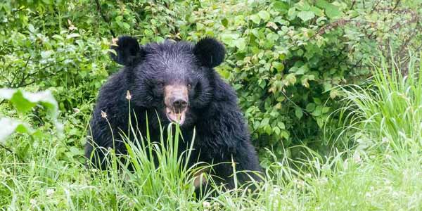Dachigam National Park