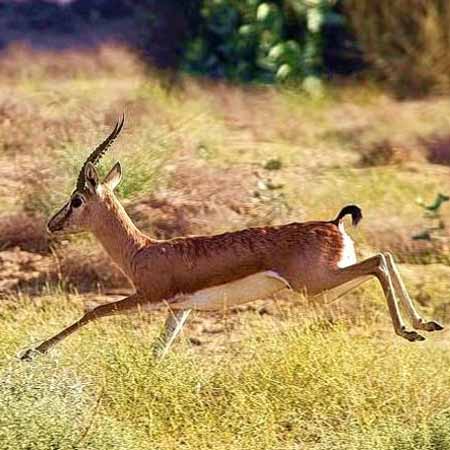 Desert National Park