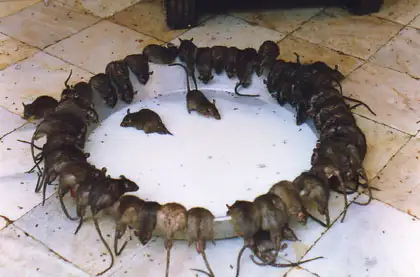 Rajasthan Desert Circuit Tour Package