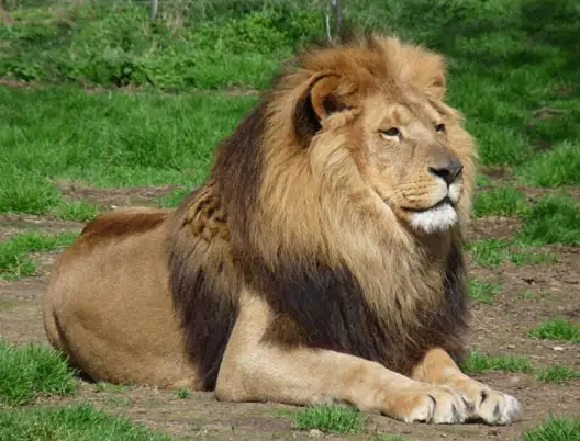 Gujarat Wildlife Tour