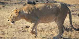 Gir National Park Gujarat