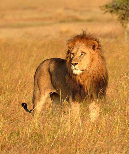 Gujarat Tour Planner