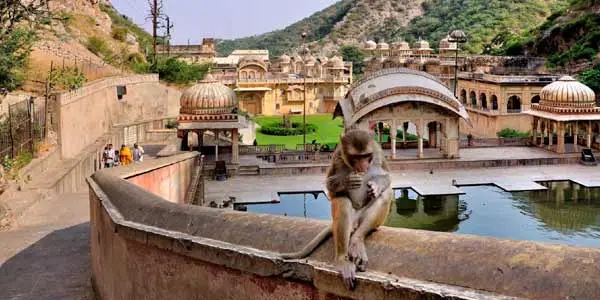 Abhaneri Step Wells and Monkey Temple Private Day Tour
