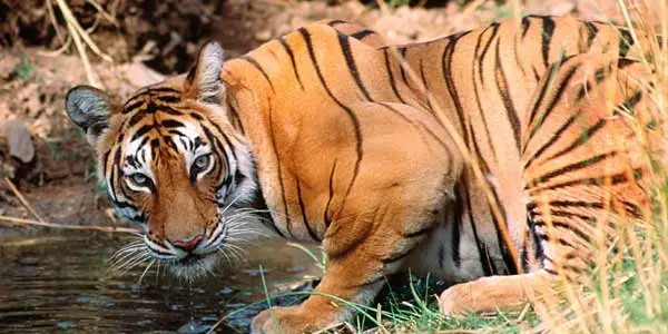 Jaipur Ranthambore Jaipur
