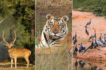 Jaipur Wildlife Tour Packages