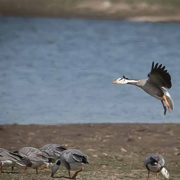 Jawai Birds Watching