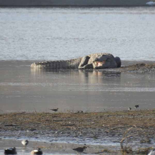 Jawai Crocodile Sightings