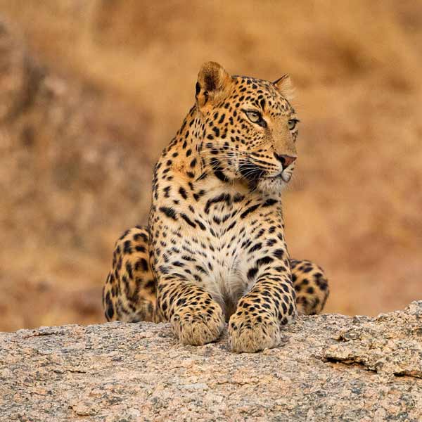 Jawai Bandh Leopard Rajasthan