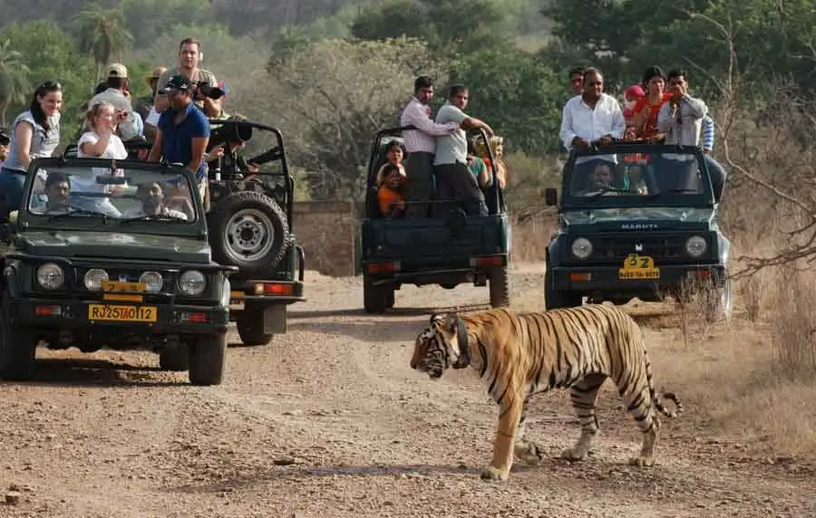 Ranthambore Jeep Safari