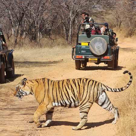 Ranthambore Activities