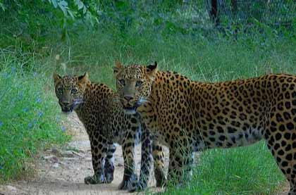 Jhalana Leopard Safari
