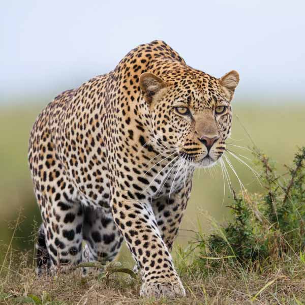 Jhalana Leopard Safari Tour Package