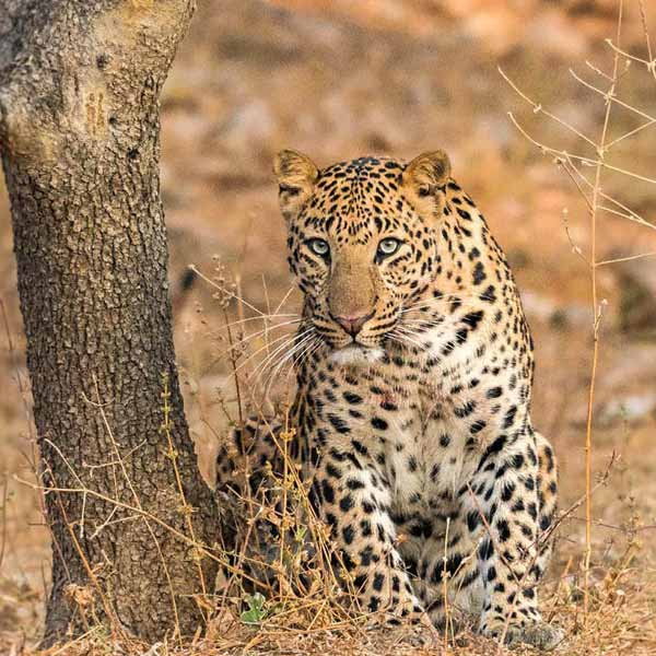 Jhalana Stay in the wild