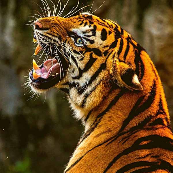 Jim Corbett National Park