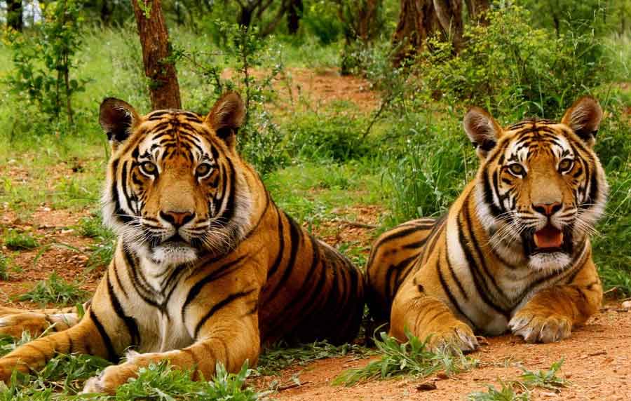 Jim Corbett Tiger Safari Tour India