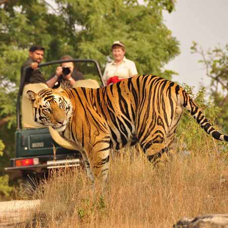 Jungle Safari Ranthambore