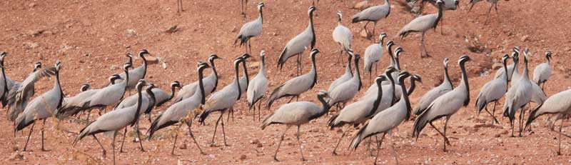 02-05 Days Rajasthan Tours