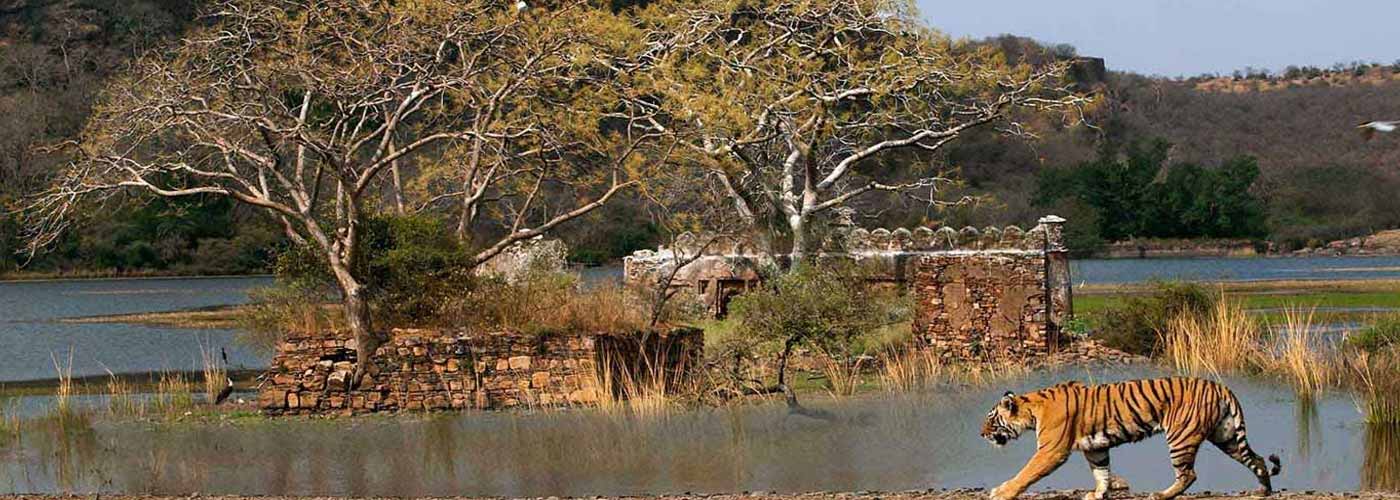 Kachida Valley Ranthambore