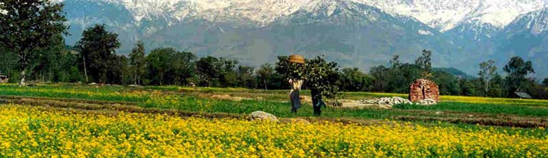 Delhi Shimla Manali Tours