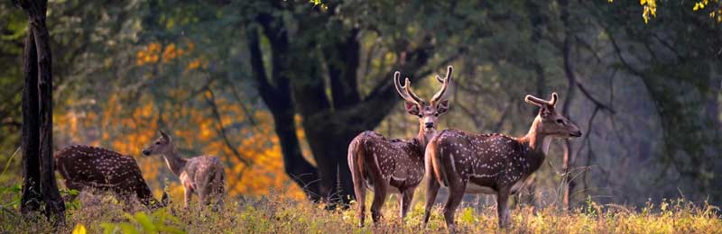 02-05 Days Rajasthan Tours