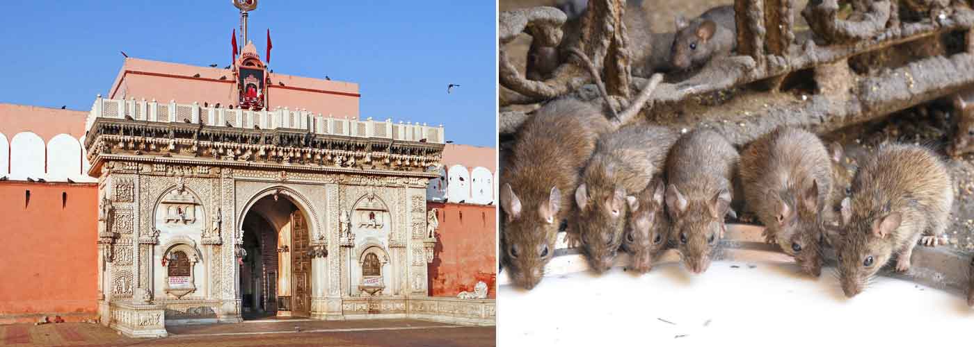Karni Matha Temple Bikaner Timings, Entry Fees, Location, Facts, History, Architecture & Visiting Time
