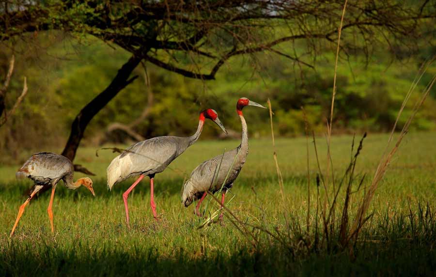 Keoladeo National Park