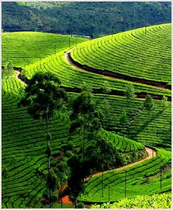 Kerala Popular Destinations