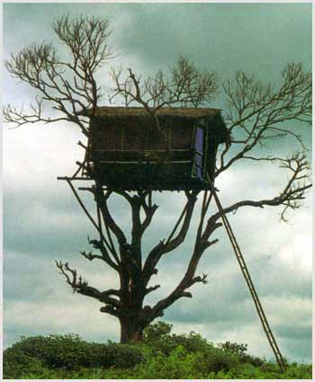 Kerala Tree House