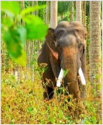 Kerala Wildlife Sanctuary