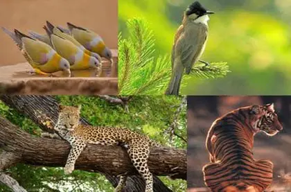 Kumbhalgarh Wildlife Sanctuary