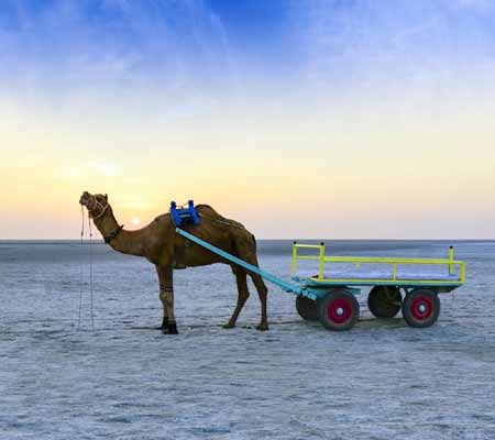 Kutch Luxury Packages