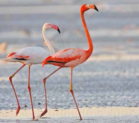 Kutch Special Tour Packages